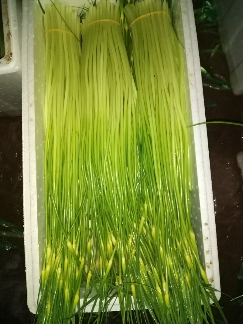 云南大理2024年大蒜绿帽蒜苔新鲜蒜薹基地种批发量大从优
