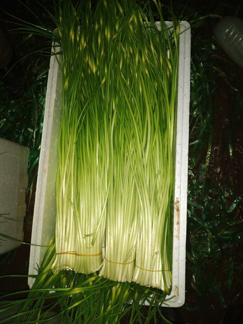 云南大理2024年大蒜绿帽蒜苔新鲜蒜薹基地种批发量大从优