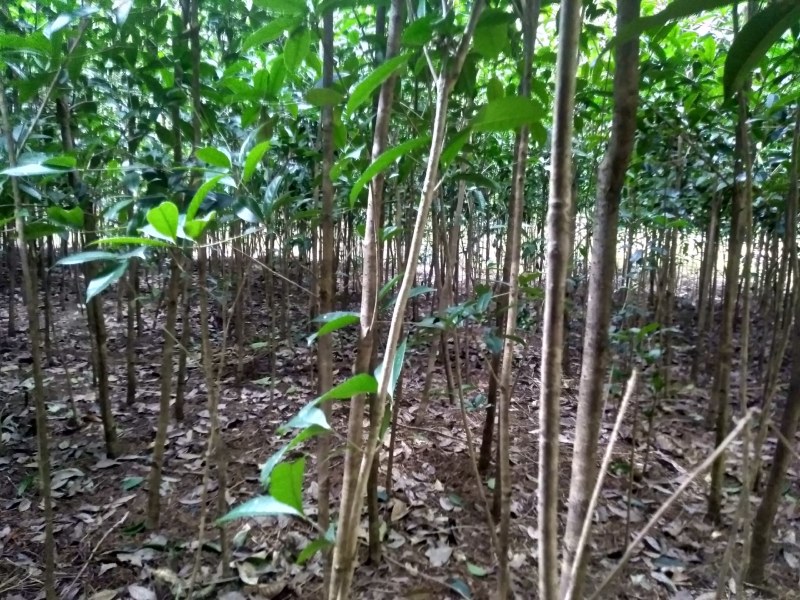 桂花小苗米经1.5到3.5公分