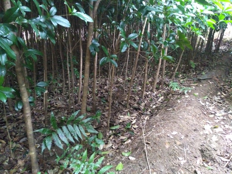 桂花小苗米经1.5到3.5公分
