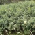 桂花小苗米经1.5到3.5公分