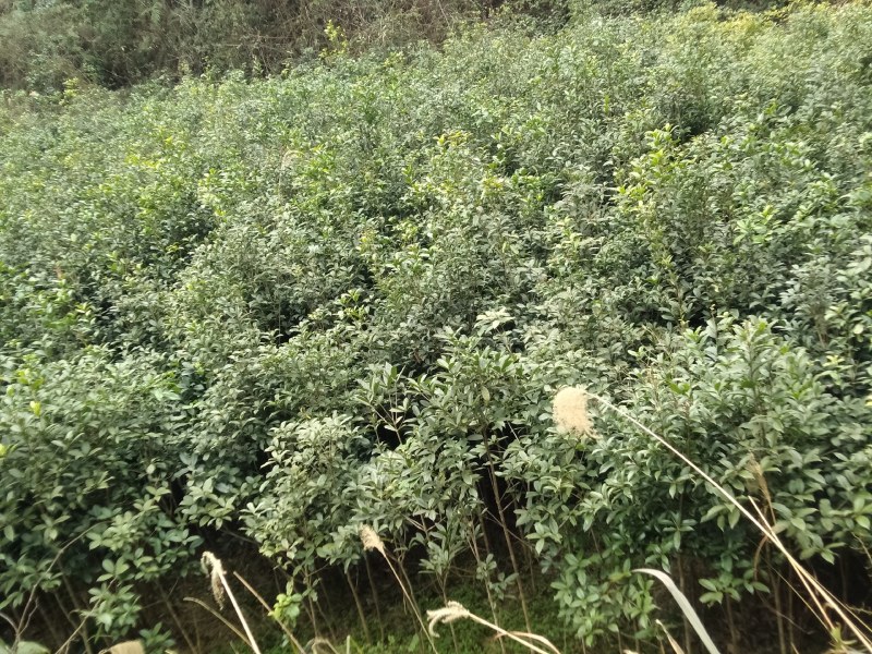 桂花小苗米经1.5到3.5公分