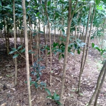 桂花小苗米经1.5到3.5公分