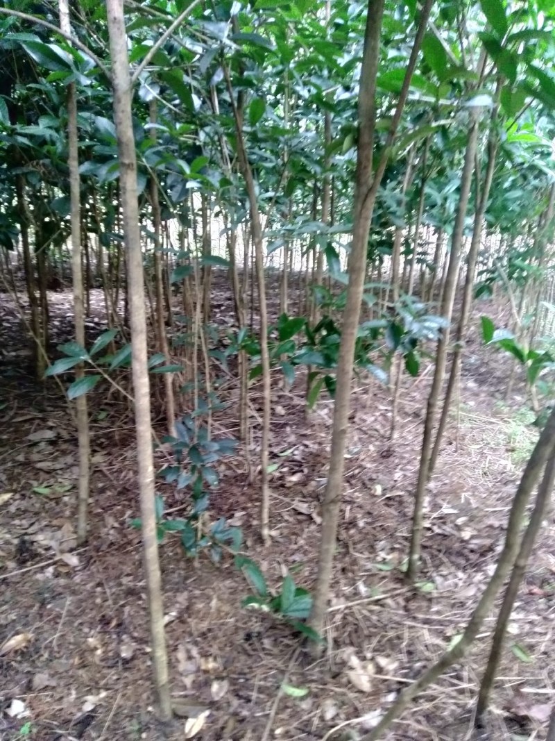 桂花小苗米经1.5到3.5公分
