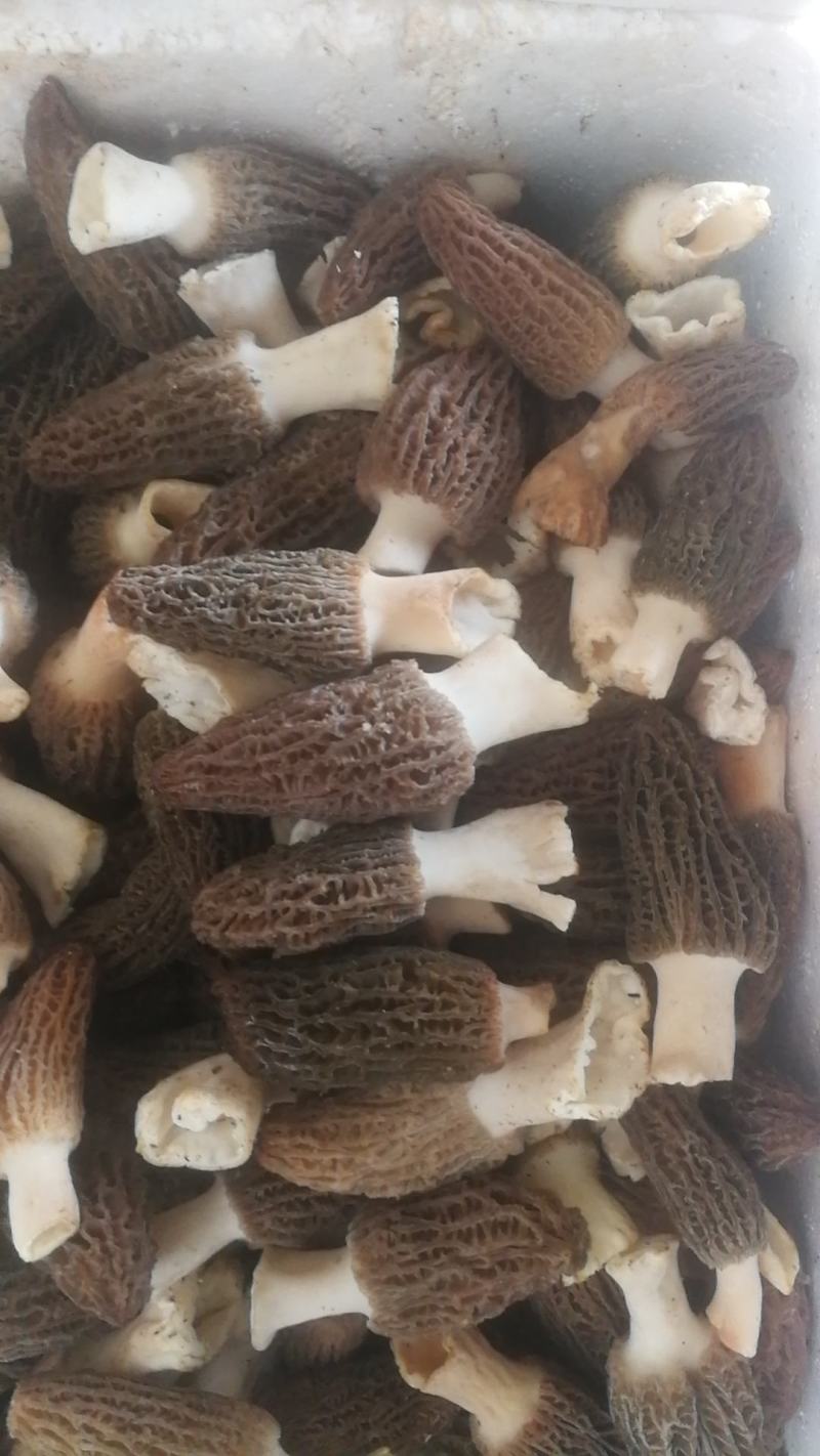 精品羊肚菌有自己基地人工种植质量有保障一手货源