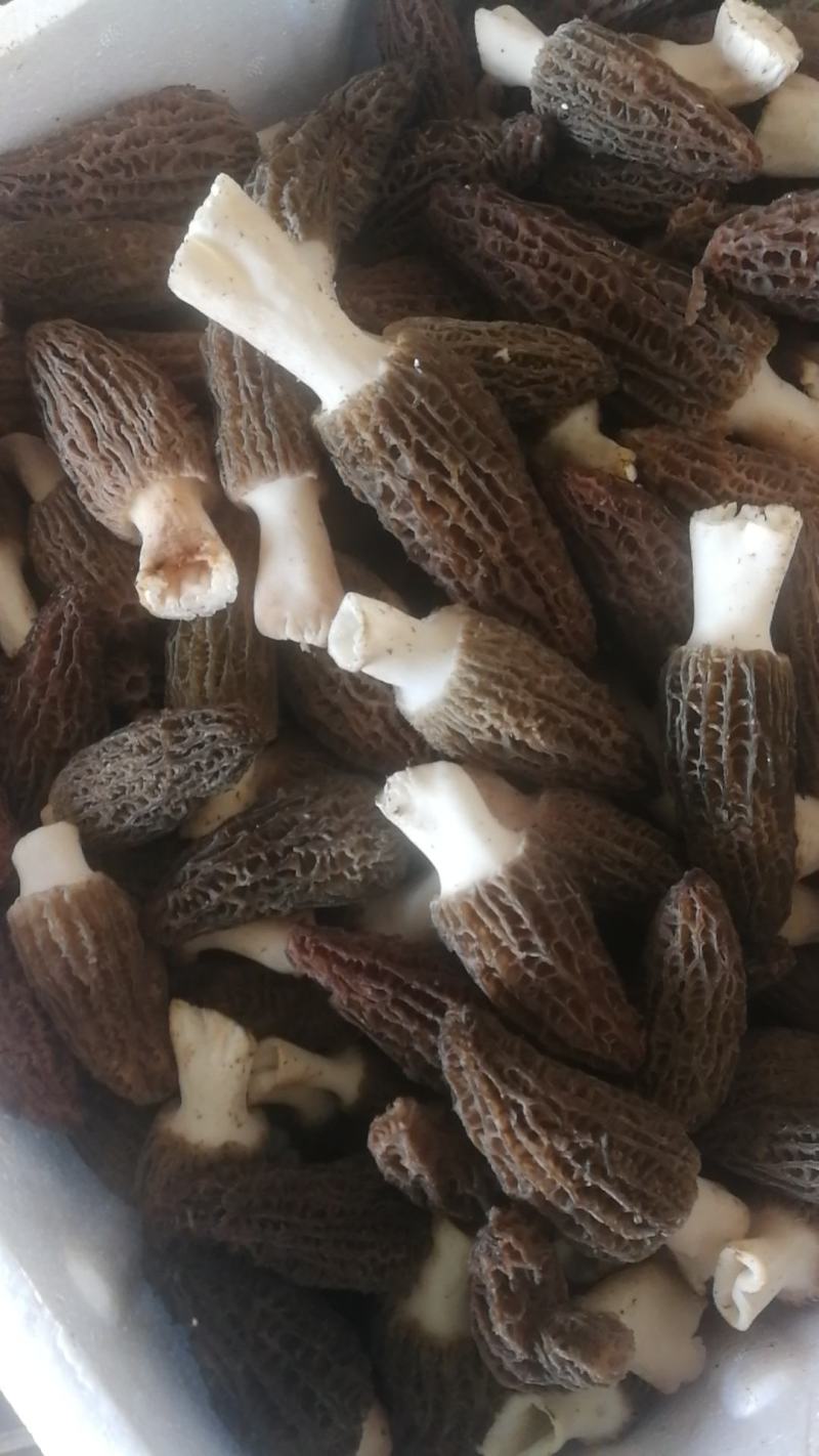 精品羊肚菌有自己基地人工种植质量有保障一手货源