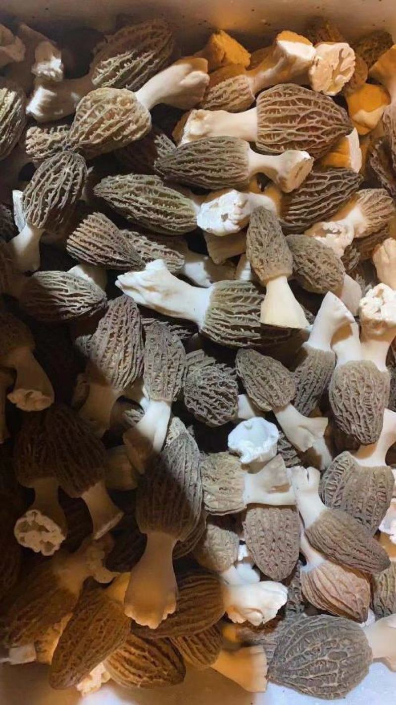 精品羊肚菌有自己基地人工种植质量有保障一手货源