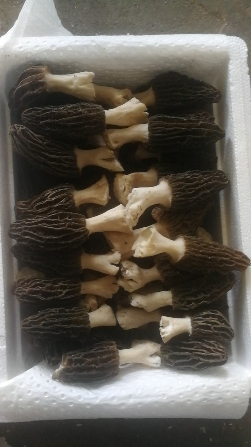 精品羊肚菌有自己基地人工种植质量有保障一手货源