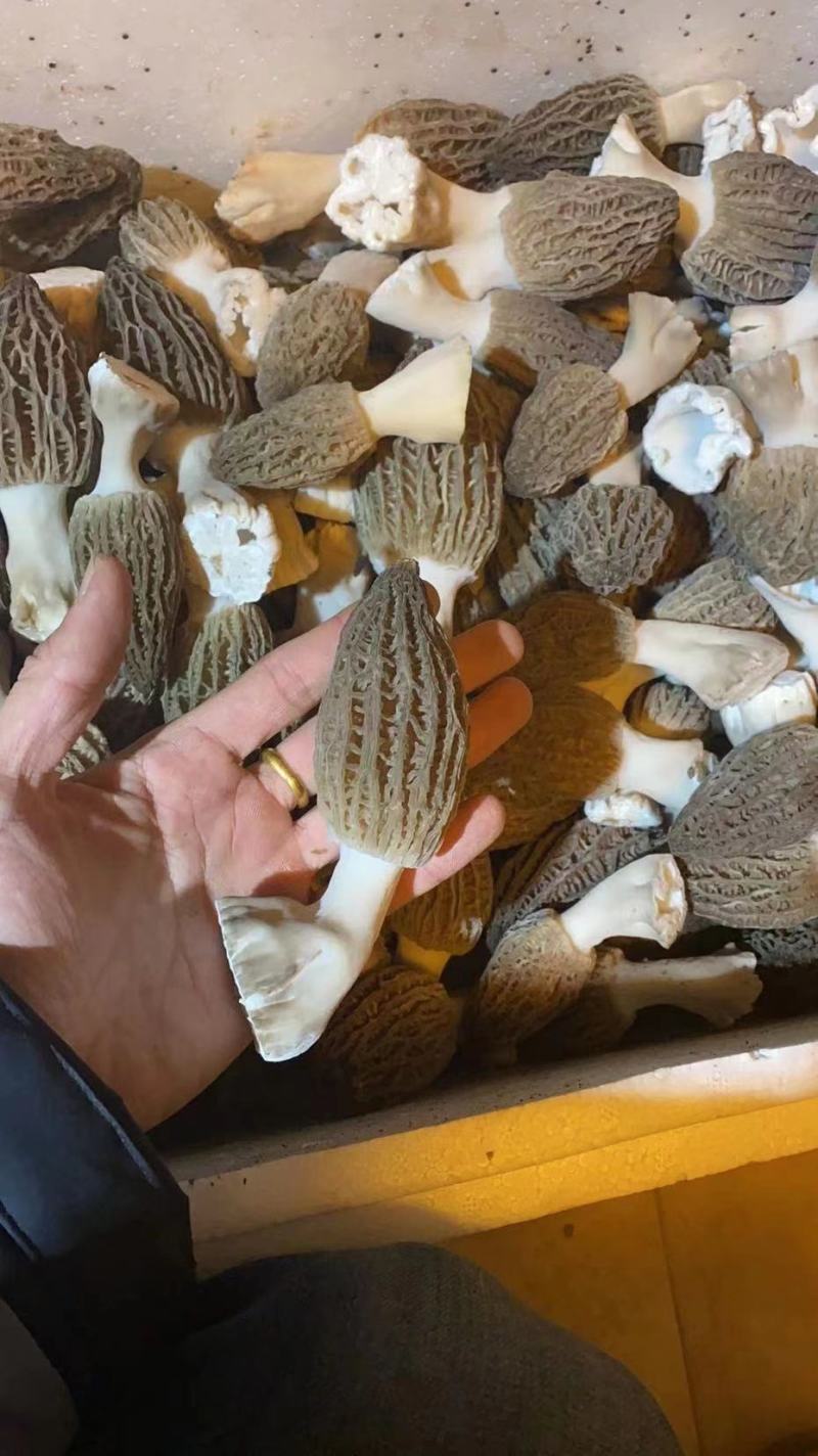 精品羊肚菌有自己基地人工种植质量有保障一手货源