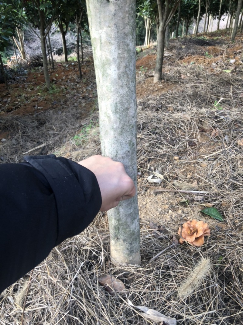 茶花金华山茶花，大颗南北种植。土球占地观赏