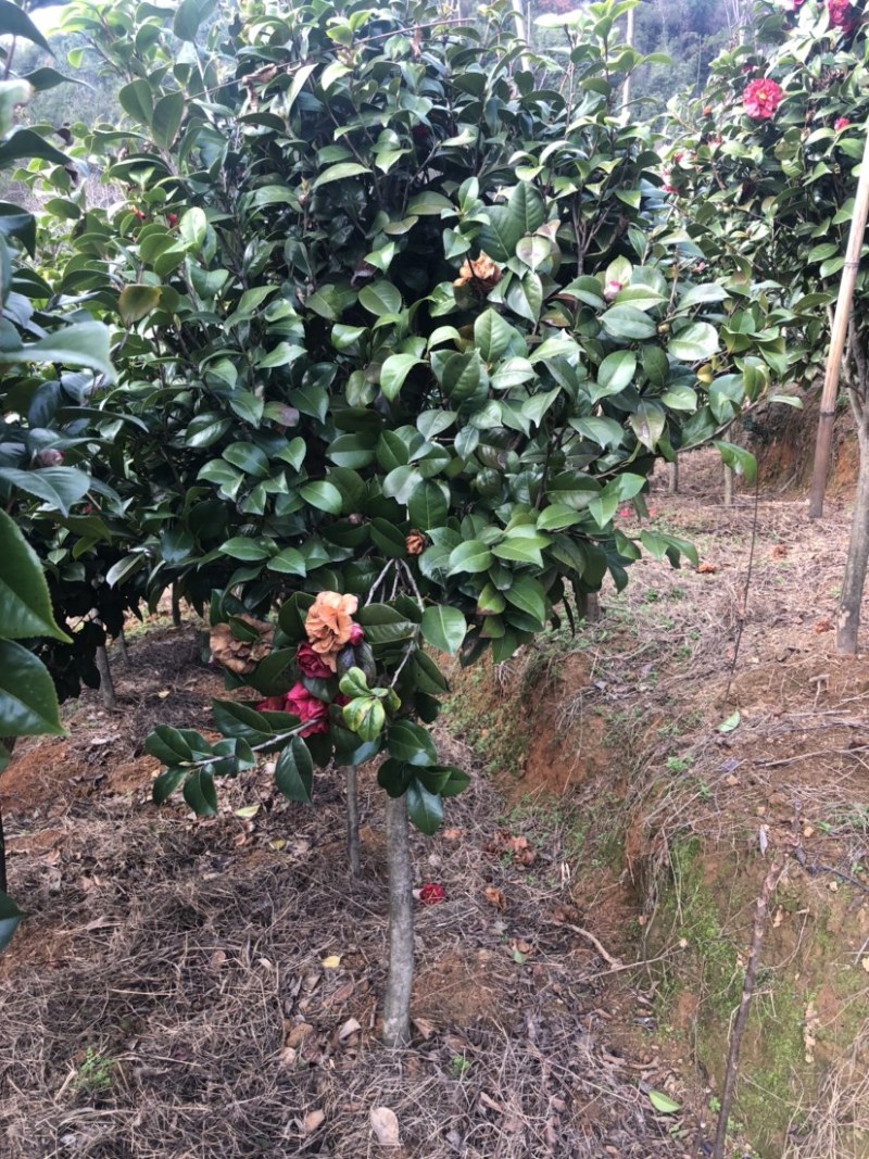 茶花金华山茶花，大颗南北种植。土球占地观赏