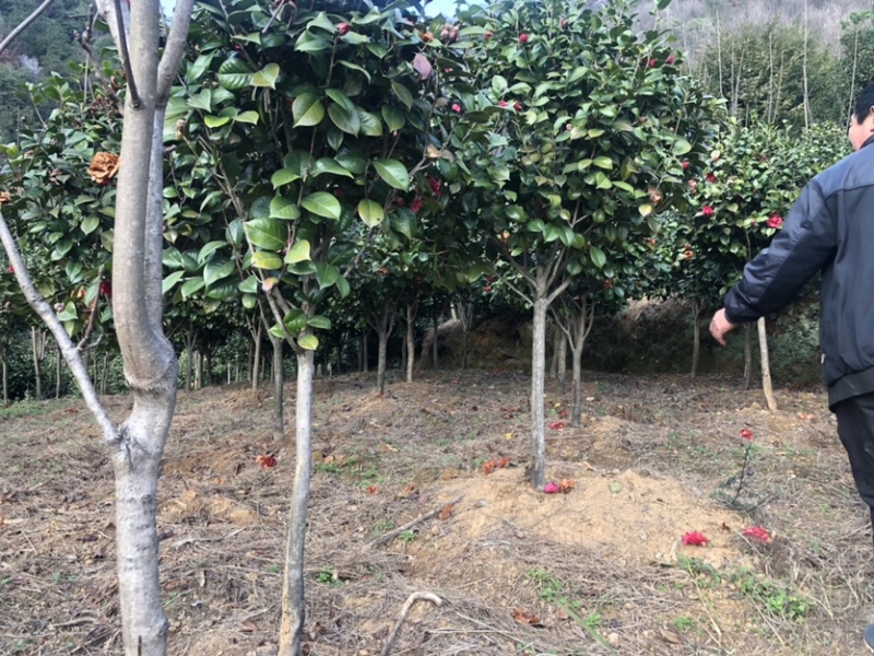 茶花金华山茶花，大颗南北种植。土球占地观赏