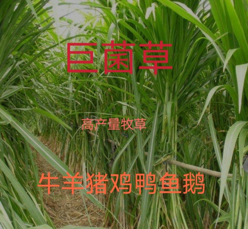大量供应甜象草，巨菌草，黄竹草，红象草等种节