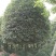 桂花树10121415182830