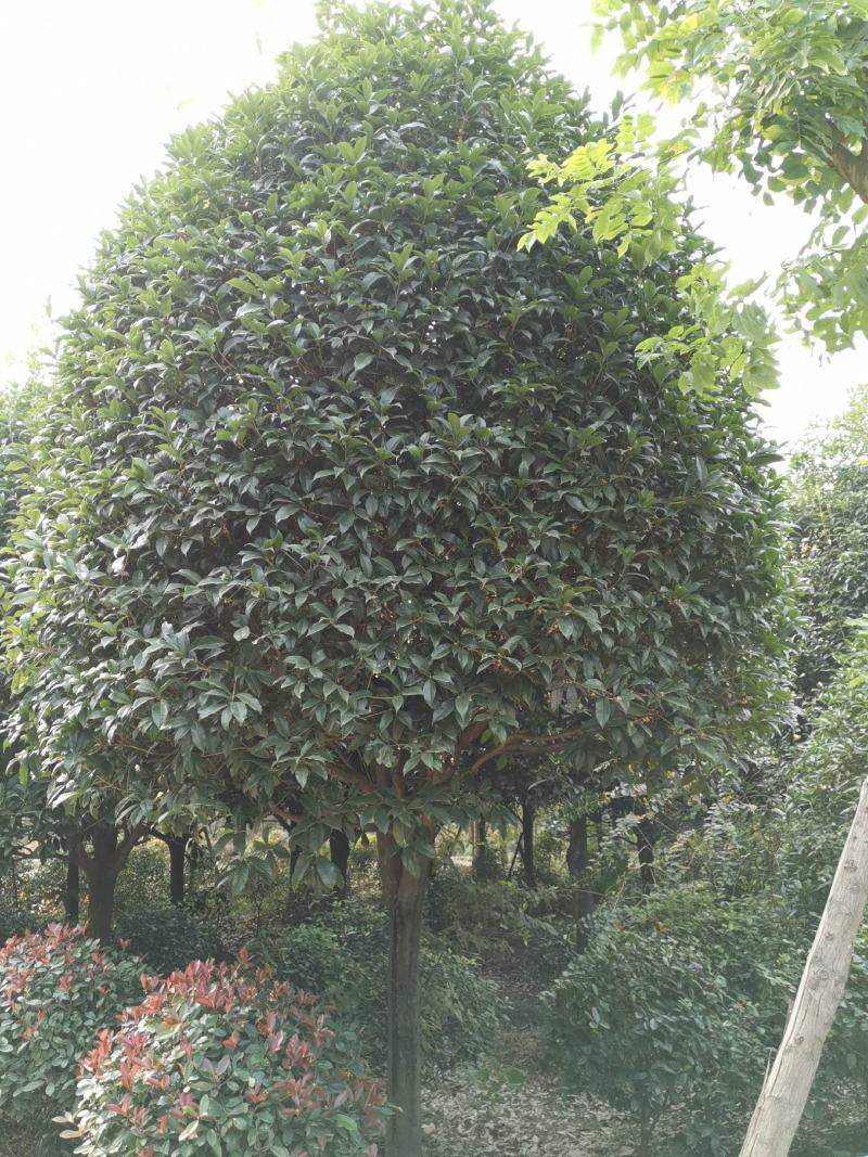 桂花树10121415182830