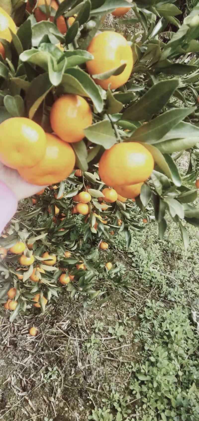 马水桔，果皮细腻，口感好