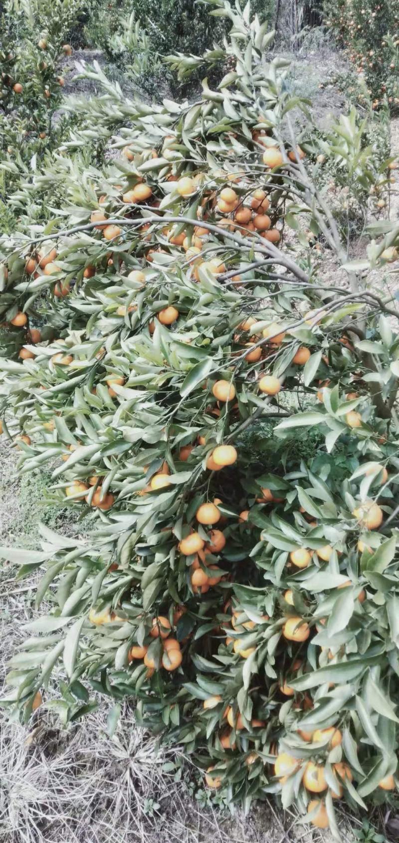 马水桔，果皮细腻，口感好