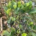 泰国8号红肉菠萝蜜营养袋苗