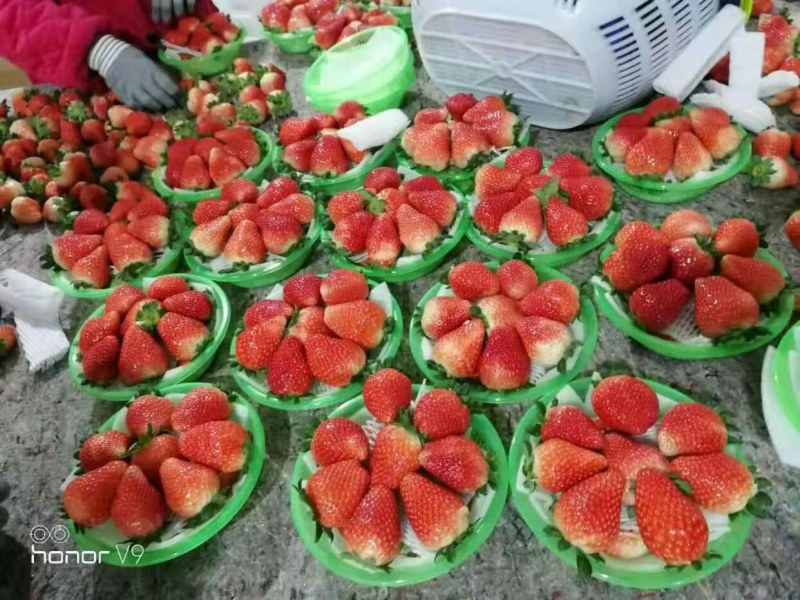 草莓蒙特瑞巧克力全国空运物流当天到货