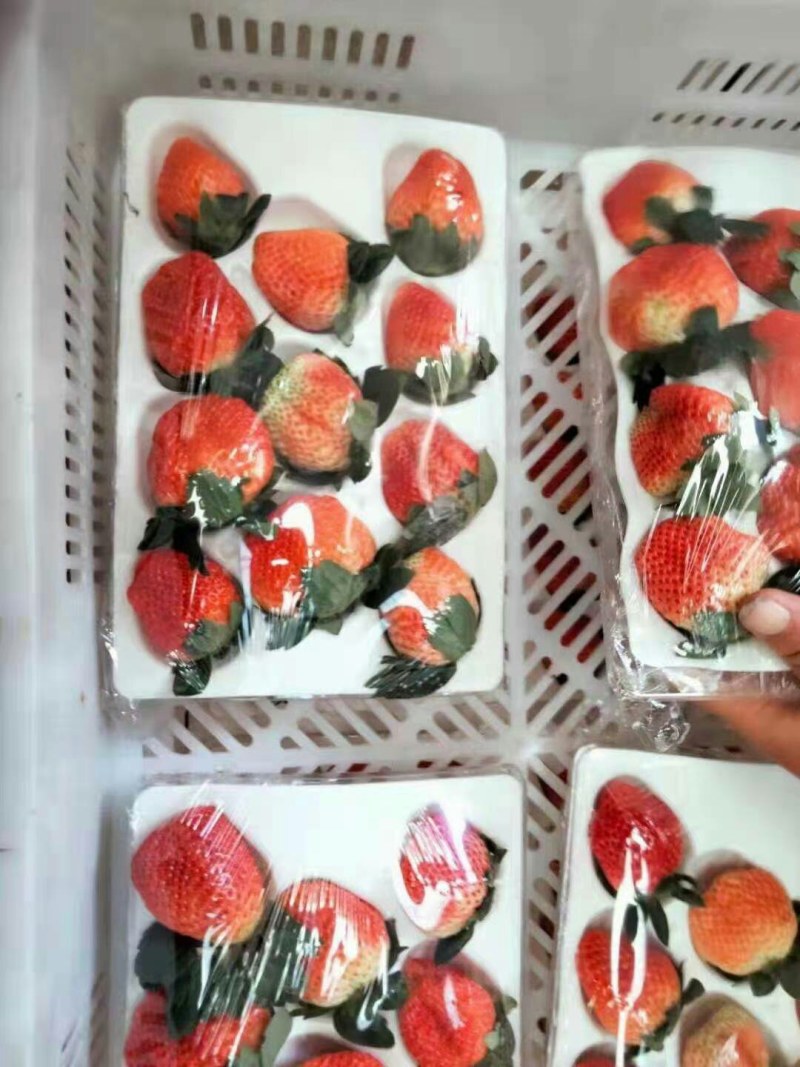 草莓蒙特瑞巧克力全国空运物流当天到货
