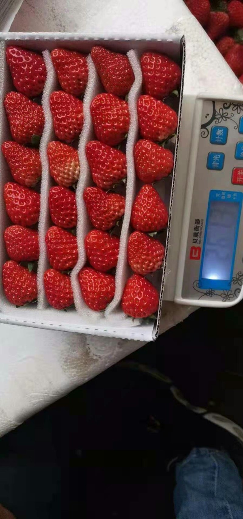 草莓蒙特瑞巧克力全国空运物流当天到货