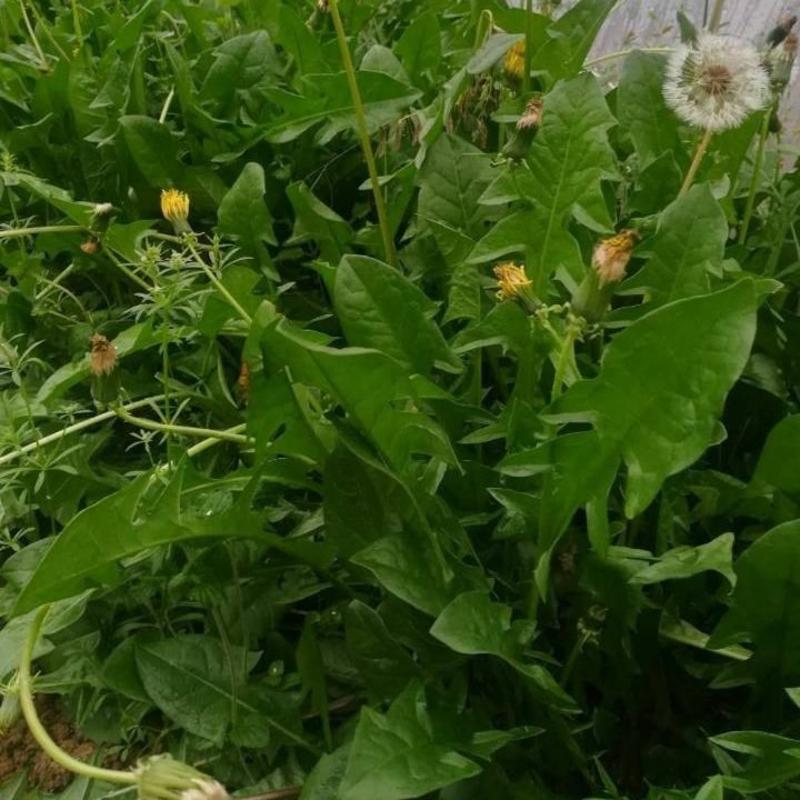 野生蒲公英种子药用婆婆丁种耔四季播种菜园药材食用蔬菜种子