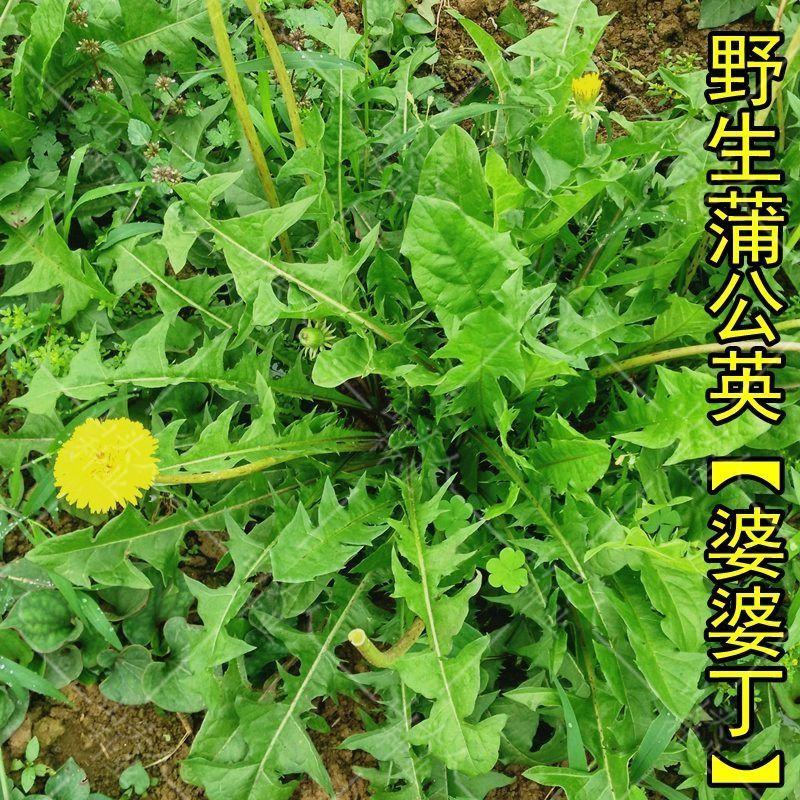 野生蒲公英种子药用婆婆丁种耔四季播种菜园药材食用蔬菜种子