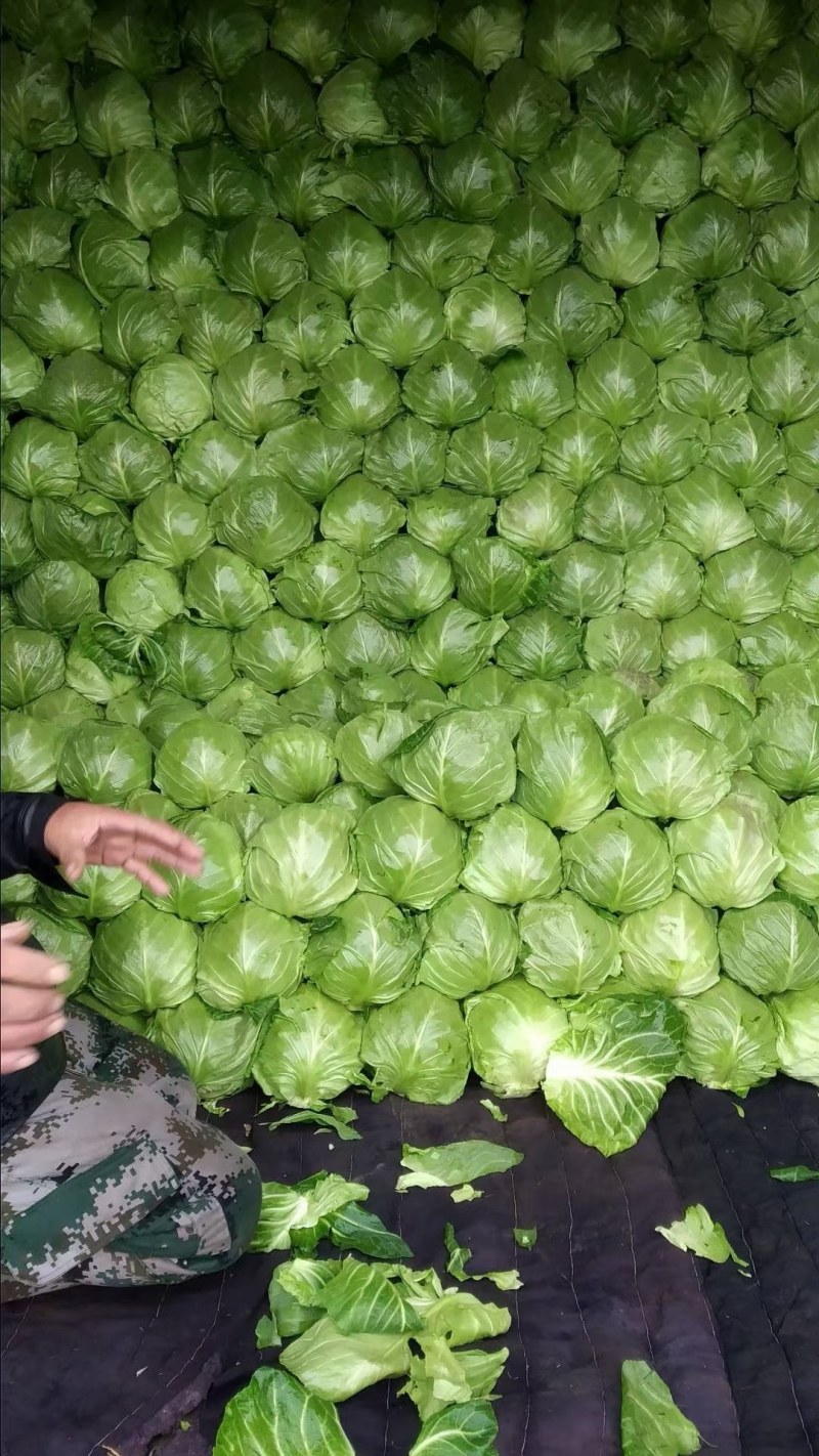 山东省蔬菜基地，牛心甘蓝大量有货产地直售价格公开。