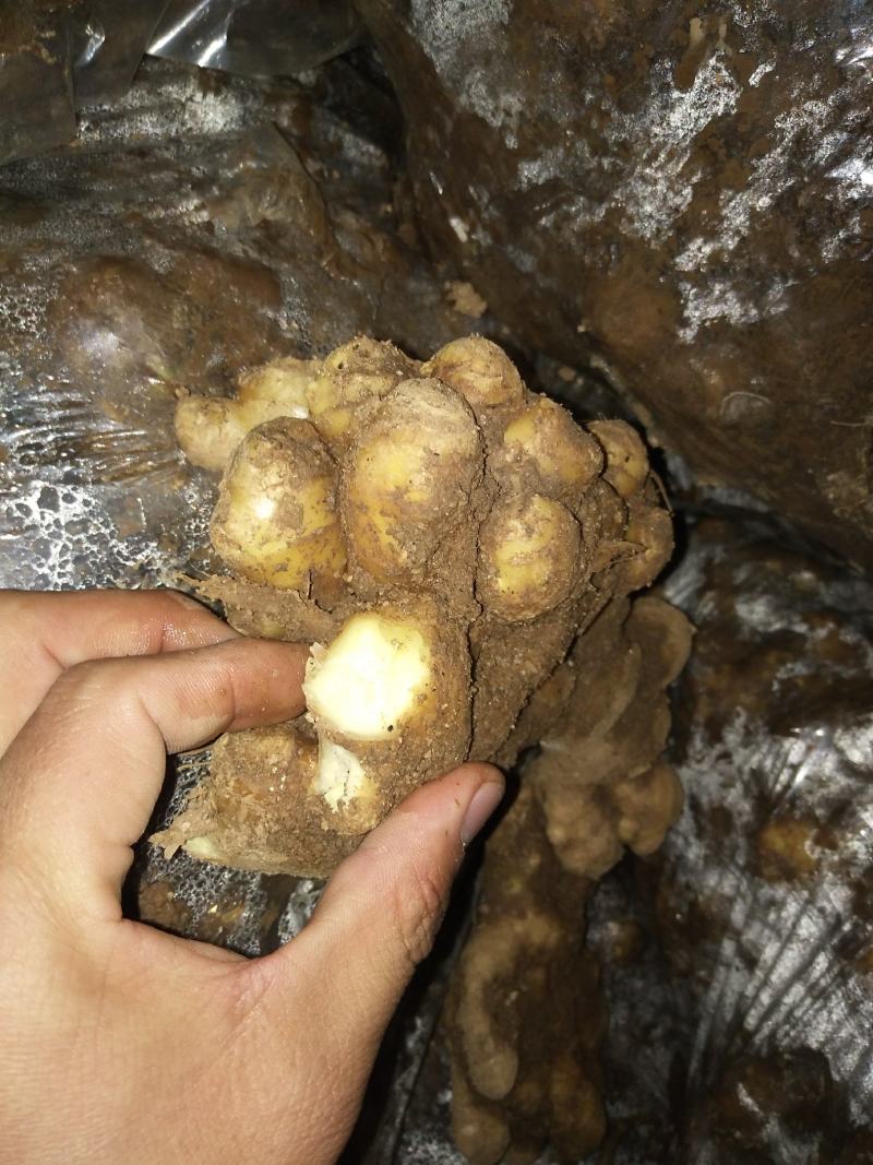 生姜鲜姜（降价了）产地直销直供，货源充足保质保量