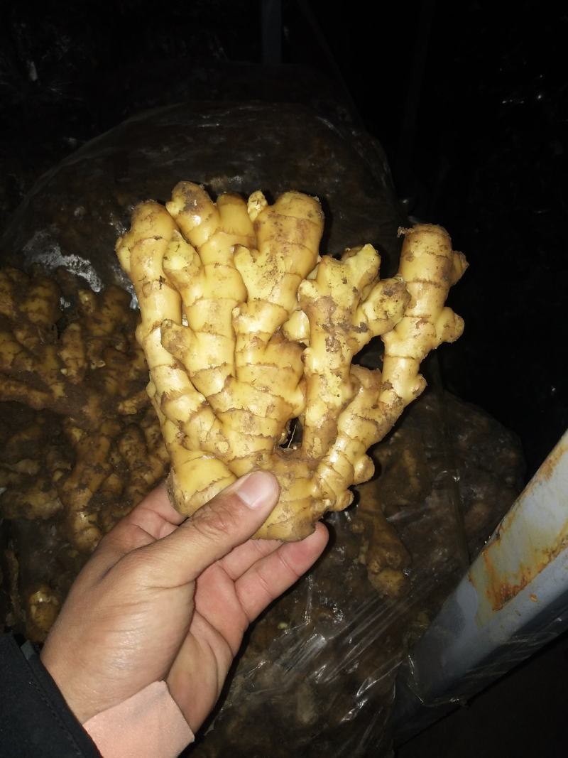 生姜鲜姜（降价了）产地直销直供，货源充足保质保量