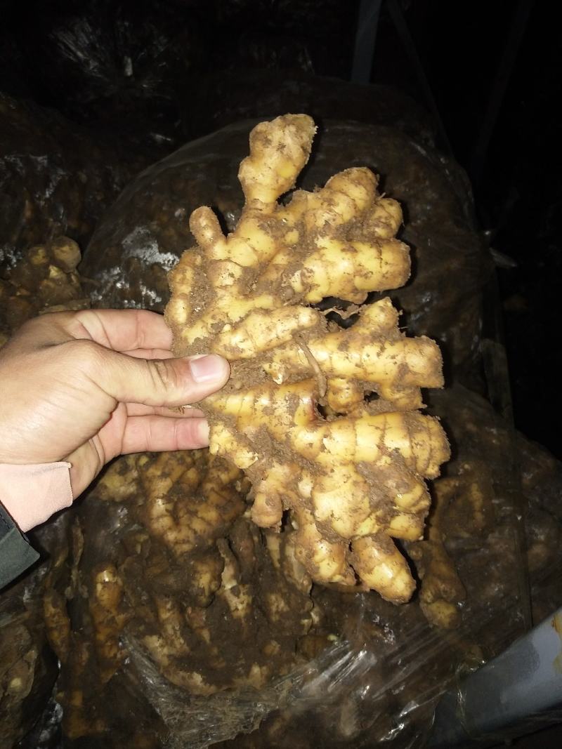 生姜鲜姜（降价了）产地直销直供，货源充足保质保量