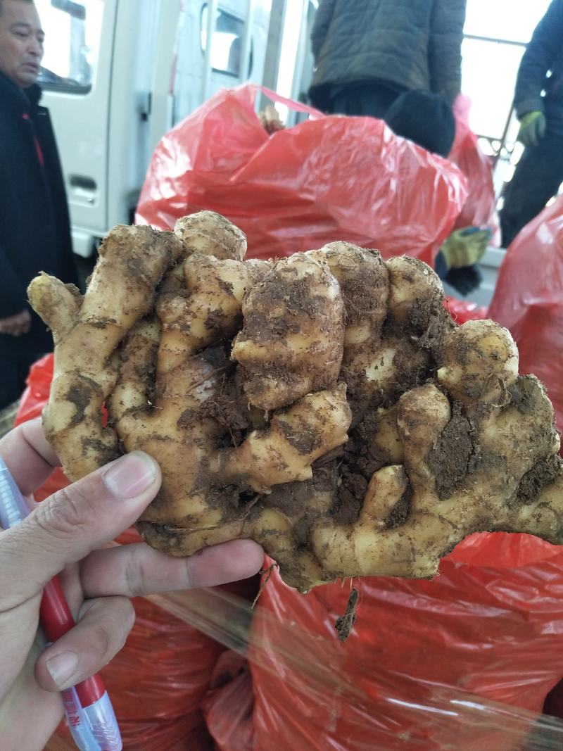 生姜鲜姜（降价了）产地直销直供，货源充足保质保量