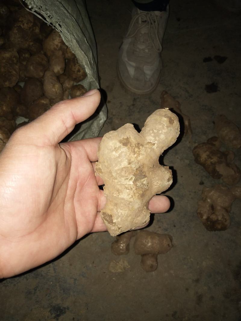 生姜鲜姜（降价了）产地直销直供，货源充足保质保量
