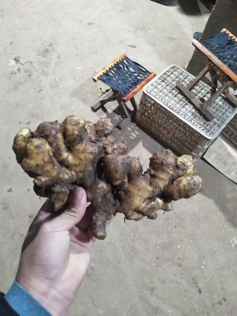 大黄姜《姜的产地》色泽鲜艳，产地直销，货源充足保质保量