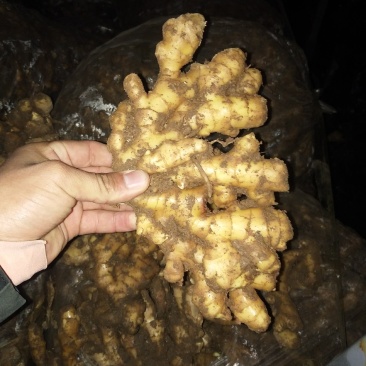 大黄姜《姜的产地》色泽鲜艳,产地直销,货源充足保质保量