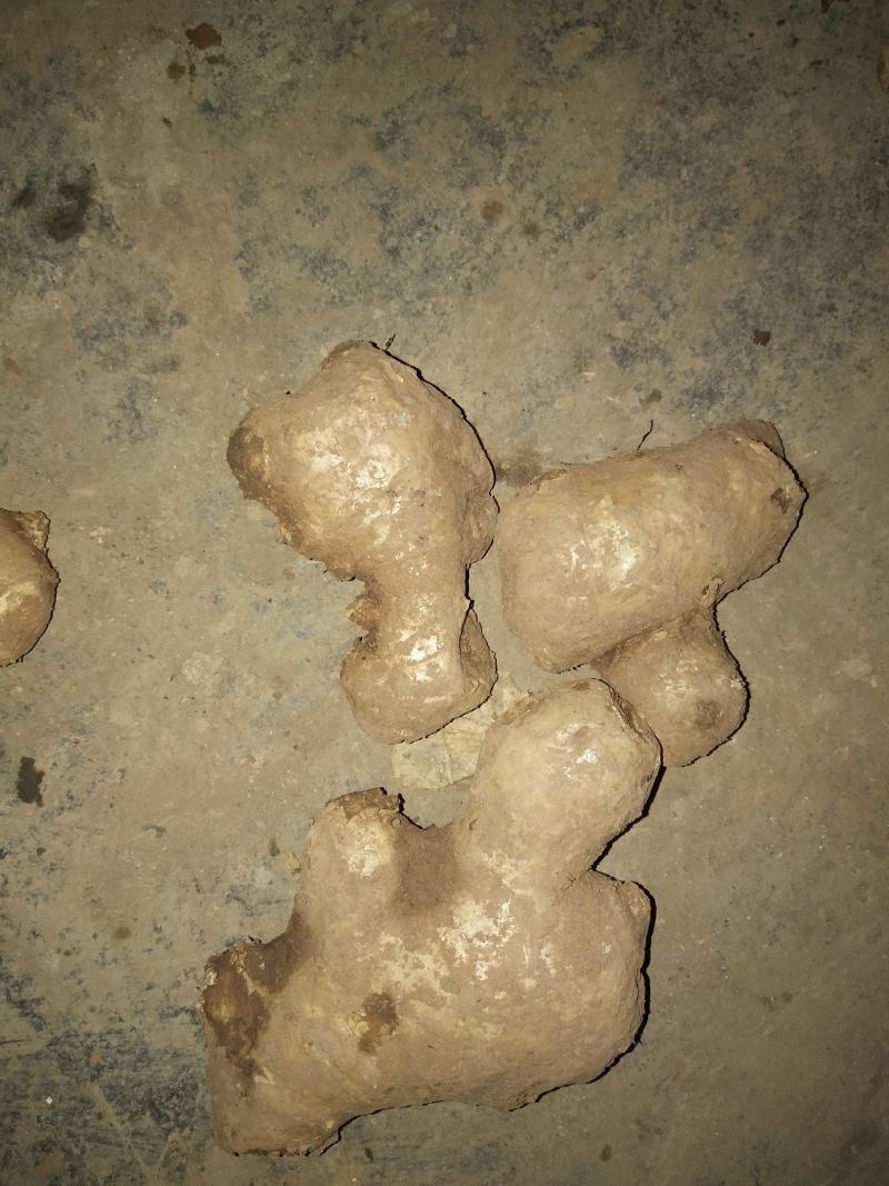 大黄姜《姜的产地》色泽鲜艳，产地直销，货源充足保质保量