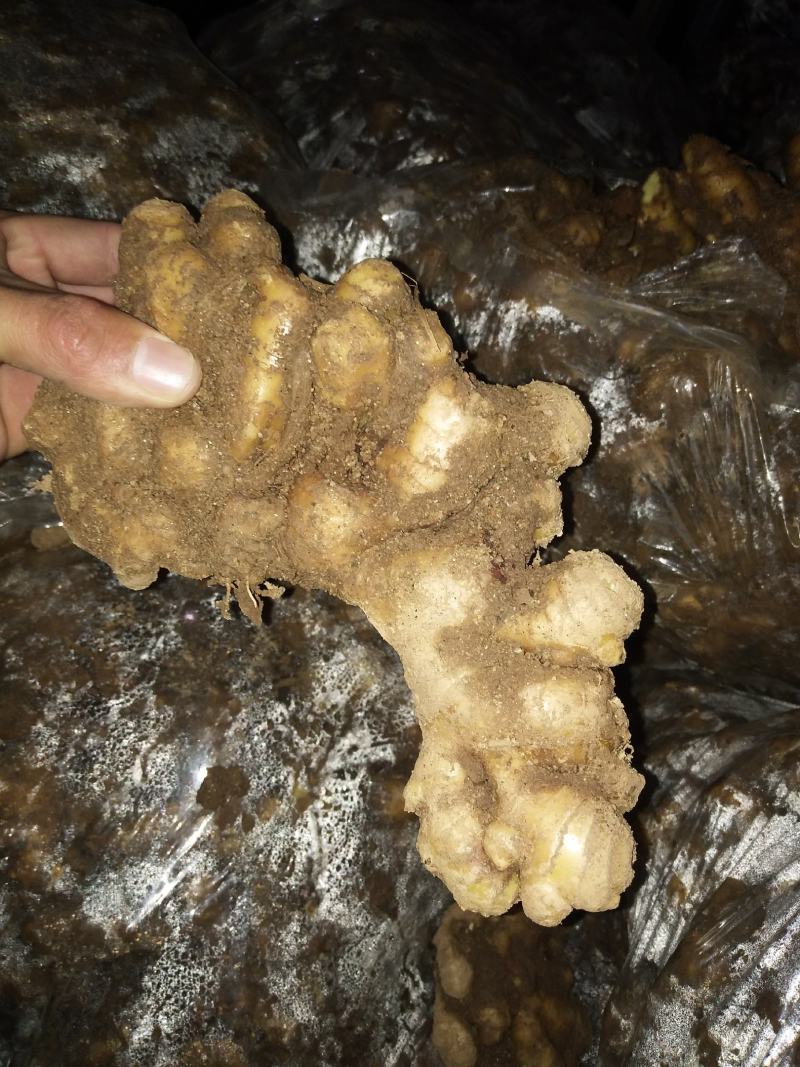 大黄姜《姜的产地》色泽鲜艳，产地直销，货源充足保质保量