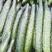 山东省沂水优质亮条密刺黄瓜25公分以上鲜花带刺，一级