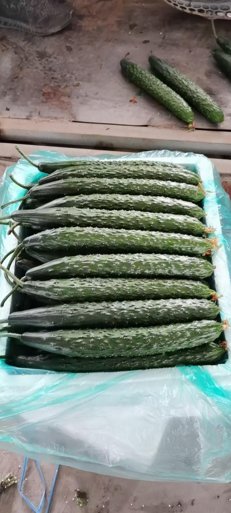 山东省沂水优质亮条密刺黄瓜25公分以上鲜花带刺，一级