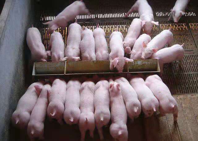 仔猪批发市场现场