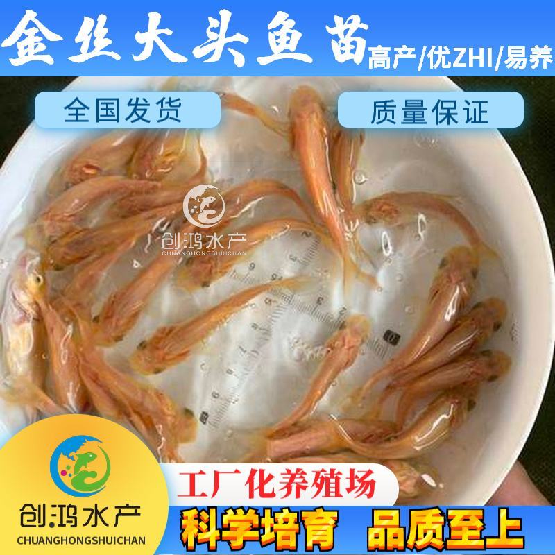 【2023新苗】金鳙鱼苗黄金花鲢鱼苗金丝大头鱼苗