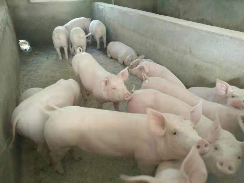 三元仔猪在养殖场中健康活泼 三元仔猪在养殖场中健康活泼