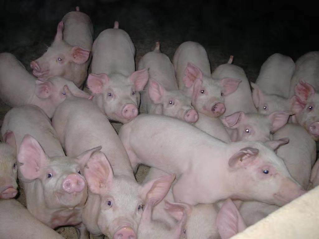 一群健康的三元小仔猪在养殖场中准备进入育肥阶段 三元小仔猪在养殖场中等待出栏