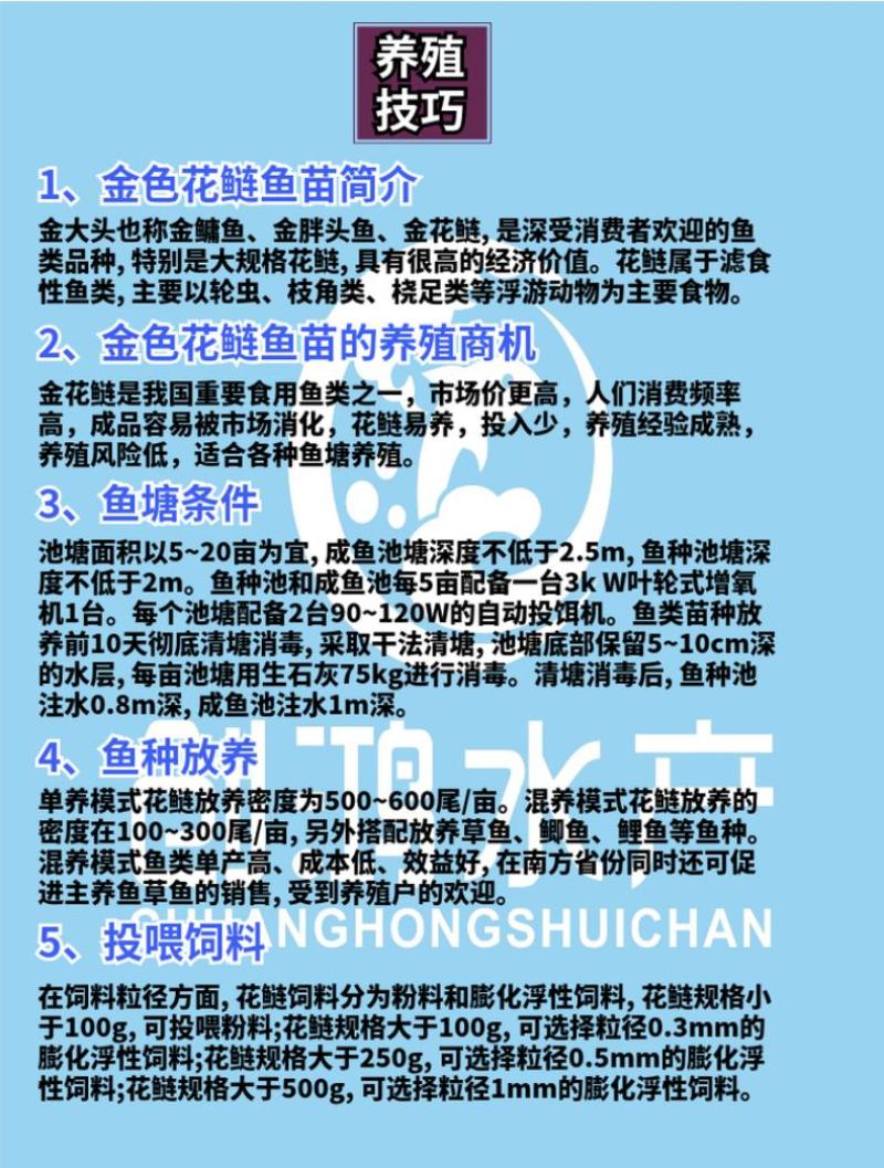 2023新苗金丝大头鱼苗金大头鱼苗金色鳙鱼苗淡水养殖