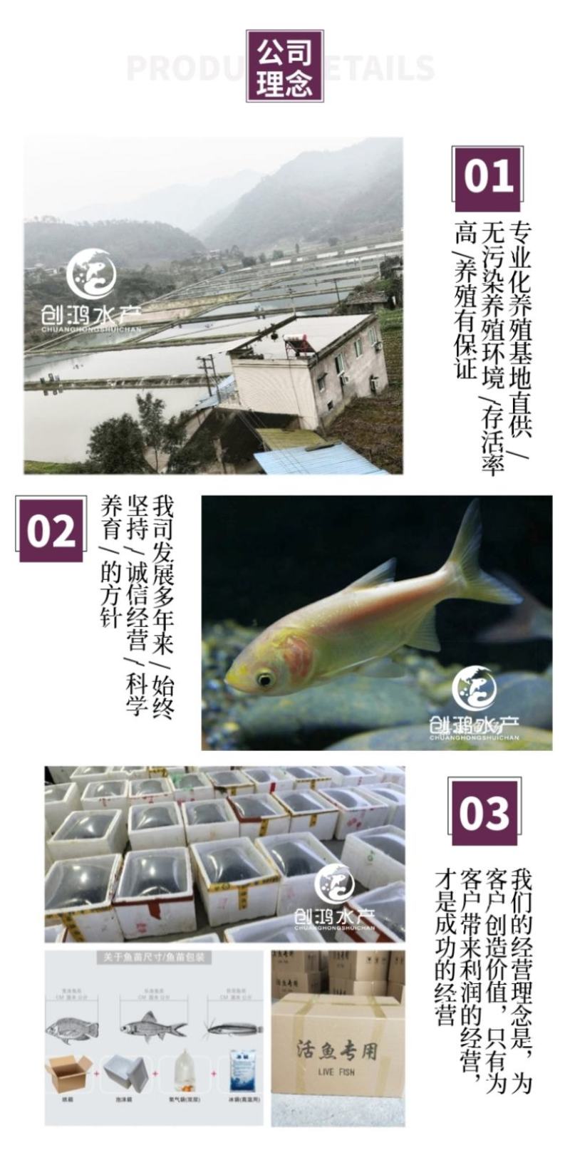 2023新苗金丝大头鱼苗金大头鱼苗金色鳙鱼苗淡水养殖