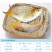 【2023新苗】金鳙鱼苗黄金花鲢鱼苗金丝大头鱼苗