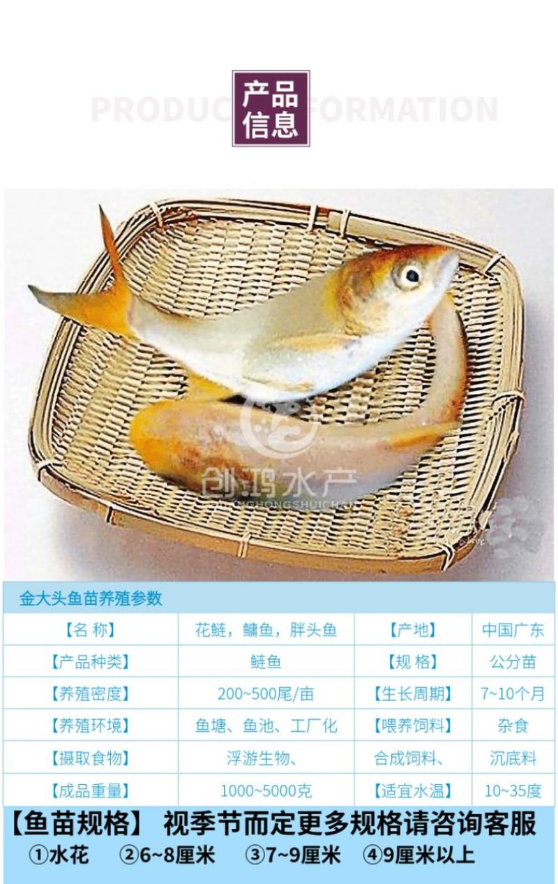 【2023新苗】金鳙鱼苗黄金花鲢鱼苗金丝大头鱼苗