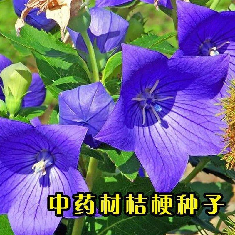 桔梗种子新产狗宝菜种子桔梗籽洋桔梗花种子中药材桔