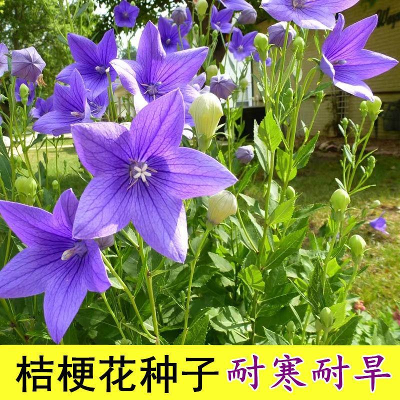 桔梗种子新产狗宝菜种子桔梗籽洋桔梗花种子中药材桔