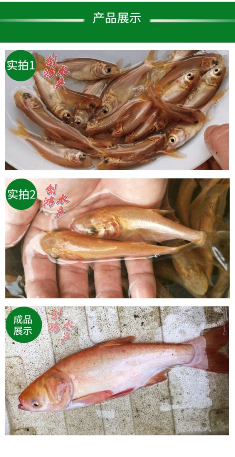 【2023新苗】金鳙鱼苗金花鲢鱼苗金大头鱼苗淡水养殖